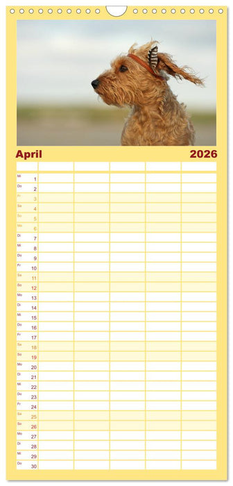 DACKELmix Elli Pirelli (CALVENDO Familienplaner 2026)