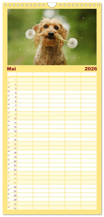 DACKELmix Elli Pirelli (CALVENDO Familienplaner 2026)