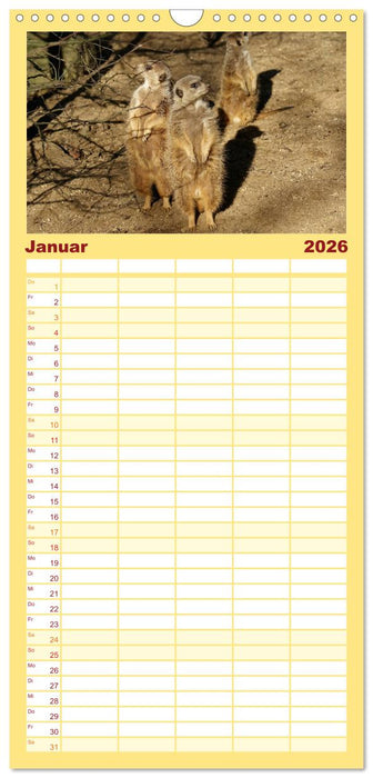 Erdmännchen - Zusammen sind wir stark (CALVENDO Familienplaner 2026)