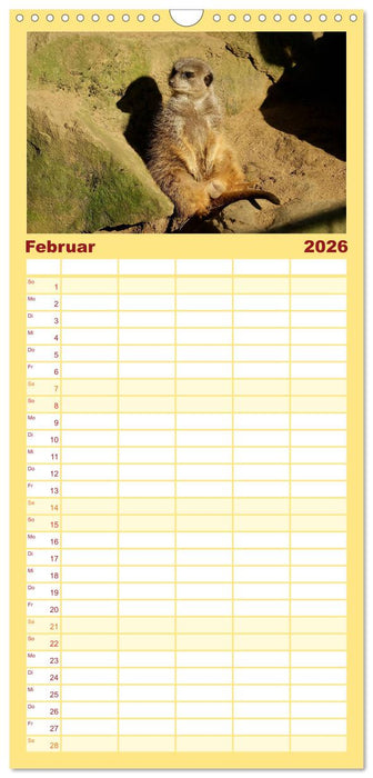 Erdmännchen - Zusammen sind wir stark (CALVENDO Familienplaner 2026)