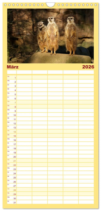 Erdmännchen - Zusammen sind wir stark (CALVENDO Familienplaner 2026)