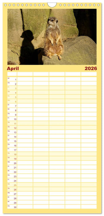 Erdmännchen - Zusammen sind wir stark (CALVENDO Familienplaner 2026)
