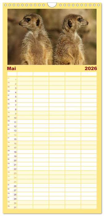 Erdmännchen - Zusammen sind wir stark (CALVENDO Familienplaner 2026)