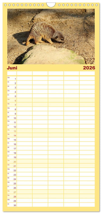 Erdmännchen - Zusammen sind wir stark (CALVENDO Familienplaner 2026)