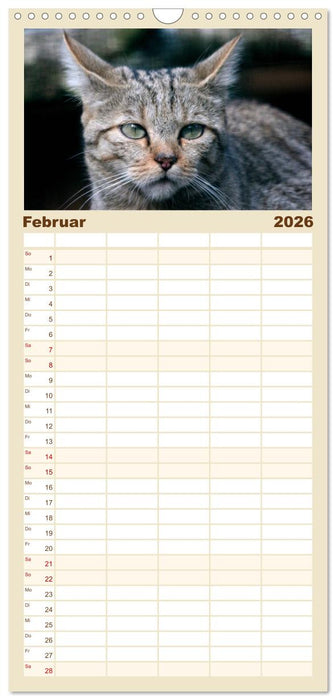 Wildkatzen - Die lautlosen Jäger des Waldes (CALVENDO Familienplaner 2026)