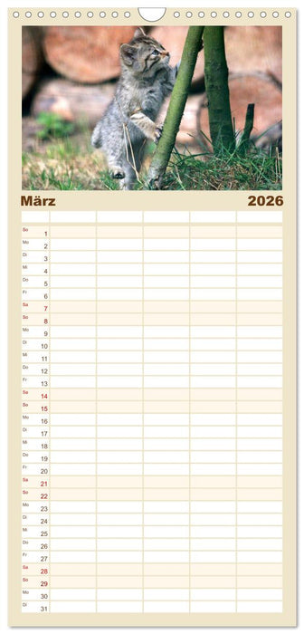 Wildkatzen - Die lautlosen Jäger des Waldes (CALVENDO Familienplaner 2026)