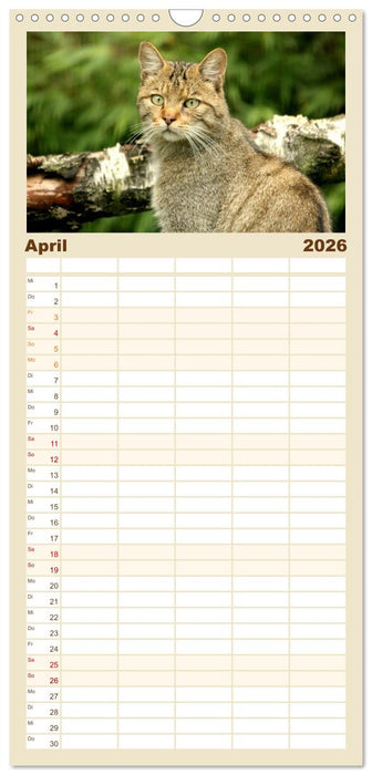 Wildkatzen - Die lautlosen Jäger des Waldes (CALVENDO Familienplaner 2026)