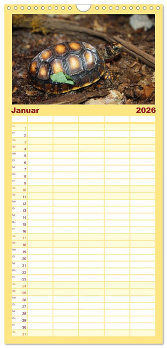 Schildkröten - Gepanzerte Urzeitwesen (CALVENDO Familienplaner 2026)