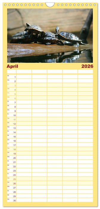 Schildkröten - Gepanzerte Urzeitwesen (CALVENDO Familienplaner 2026)