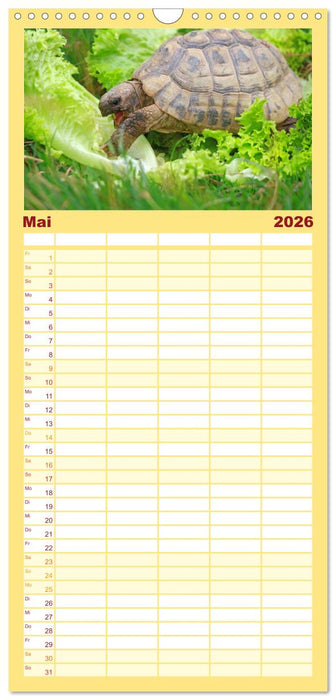 Schildkröten - Gepanzerte Urzeitwesen (CALVENDO Familienplaner 2026)
