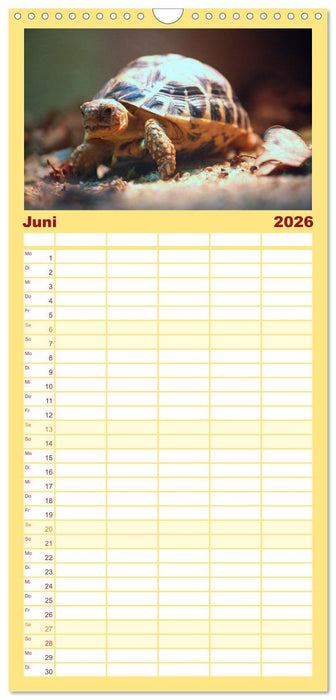 Schildkröten - Gepanzerte Urzeitwesen (CALVENDO Familienplaner 2026)