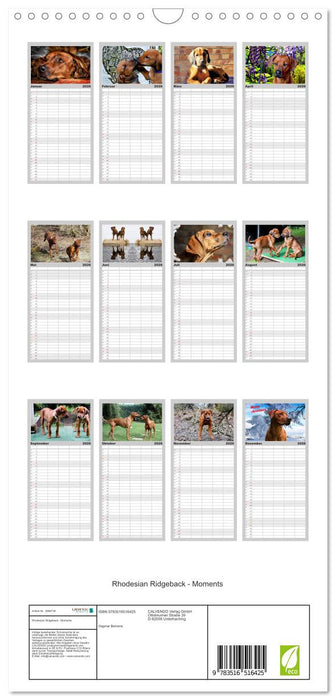 Rhodesian Ridgeback - Moments (CALVENDO Familienplaner 2026)