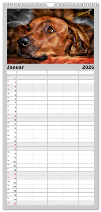 Rhodesian Ridgeback - Moments (CALVENDO Familienplaner 2026)
