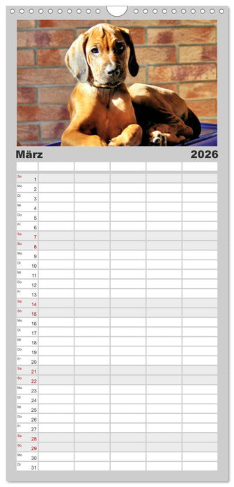Rhodesian Ridgeback - Moments (CALVENDO Familienplaner 2026)