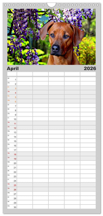 Rhodesian Ridgeback - Moments (CALVENDO Familienplaner 2026)