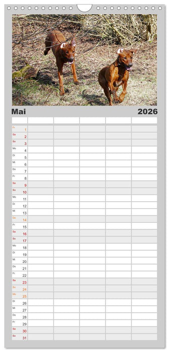 Rhodesian Ridgeback - Moments (CALVENDO Familienplaner 2026)