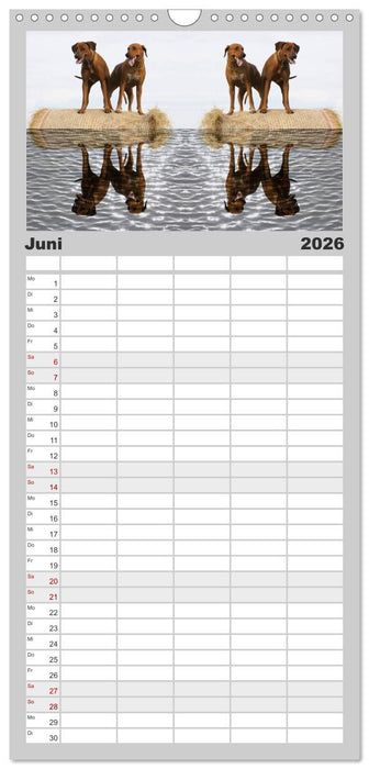 Rhodesian Ridgeback - Moments (CALVENDO Familienplaner 2026)