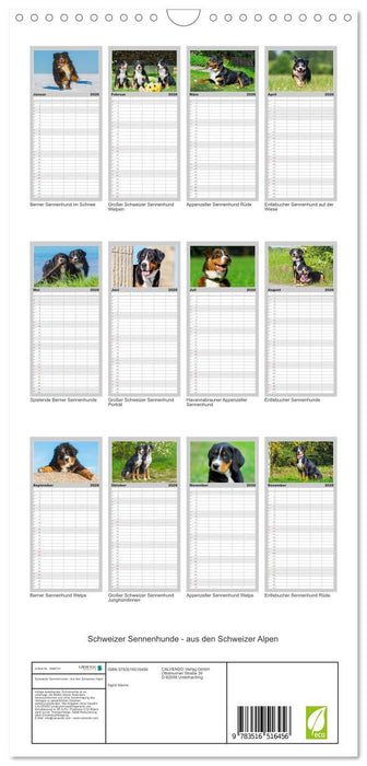 Schweizer Sennenhunde - aus den Schweizer Alpen (CALVENDO Familienplaner 2026)
