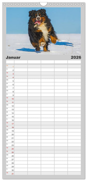 Schweizer Sennenhunde - aus den Schweizer Alpen (CALVENDO Familienplaner 2026)