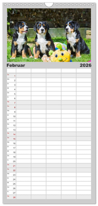 Schweizer Sennenhunde - aus den Schweizer Alpen (CALVENDO Familienplaner 2026)