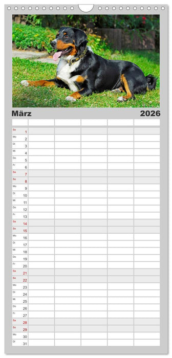 Schweizer Sennenhunde - aus den Schweizer Alpen (CALVENDO Familienplaner 2026)