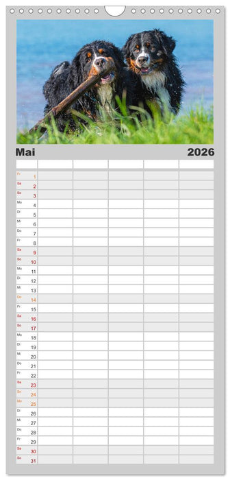 Schweizer Sennenhunde - aus den Schweizer Alpen (CALVENDO Familienplaner 2026)