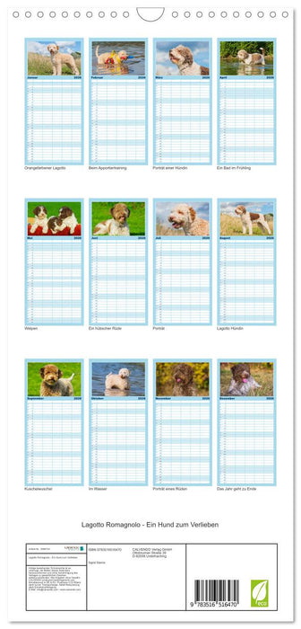 Lagotto Romagnolo - Ein Hund zum Verlieben (CALVENDO Familienplaner 2026)