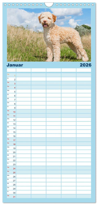 Lagotto Romagnolo - Ein Hund zum Verlieben (CALVENDO Familienplaner 2026)