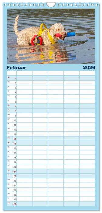 Lagotto Romagnolo - Ein Hund zum Verlieben (CALVENDO Familienplaner 2026)