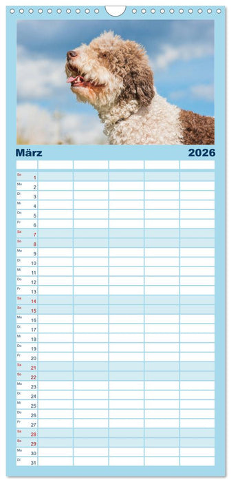 Lagotto Romagnolo - Ein Hund zum Verlieben (CALVENDO Familienplaner 2026)