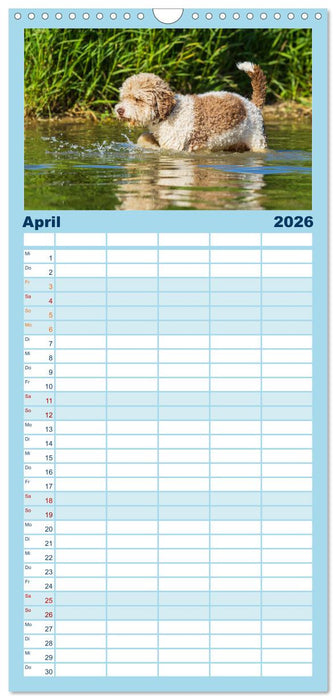 Lagotto Romagnolo - Ein Hund zum Verlieben (CALVENDO Familienplaner 2026)