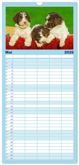 Lagotto Romagnolo - Ein Hund zum Verlieben (CALVENDO Familienplaner 2026)