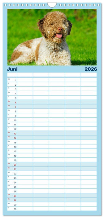 Lagotto Romagnolo - Ein Hund zum Verlieben (CALVENDO Familienplaner 2026)