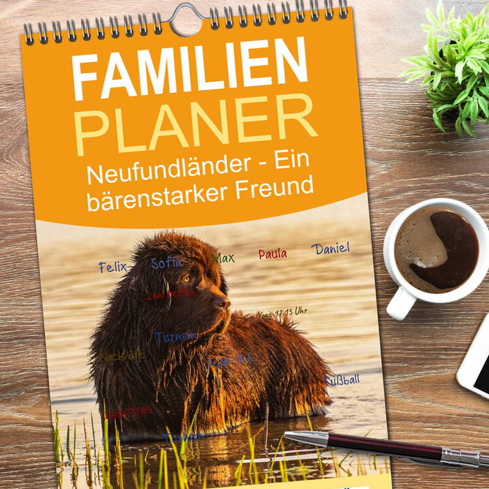 Neufundländer - Ein bärenstarker Freund (CALVENDO Familienplaner 2026)
