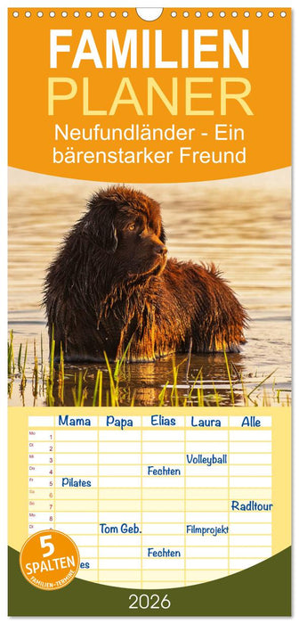 Neufundländer - Ein bärenstarker Freund (CALVENDO Familienplaner 2026)