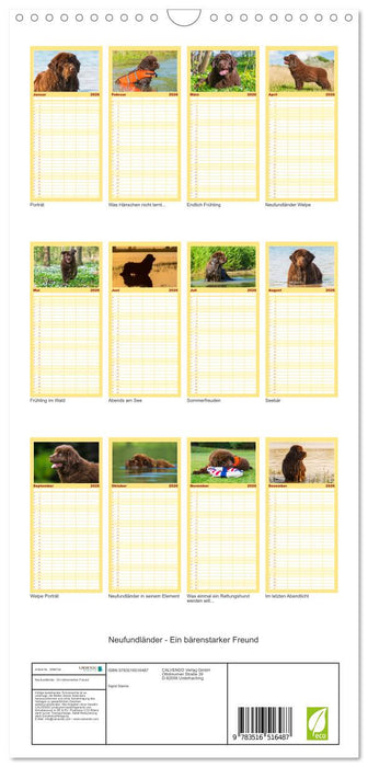 Neufundländer - Ein bärenstarker Freund (CALVENDO Familienplaner 2026)