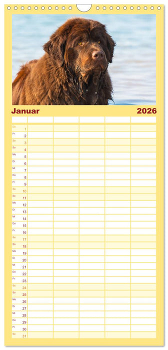 Neufundländer - Ein bärenstarker Freund (CALVENDO Familienplaner 2026)