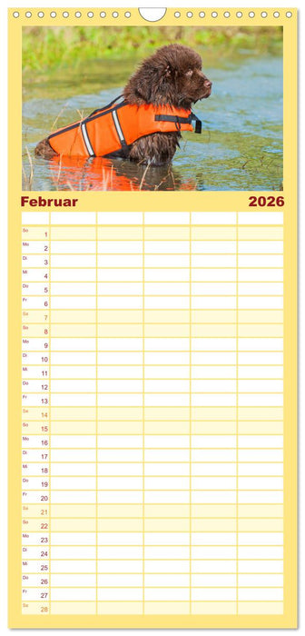 Neufundländer - Ein bärenstarker Freund (CALVENDO Familienplaner 2026)