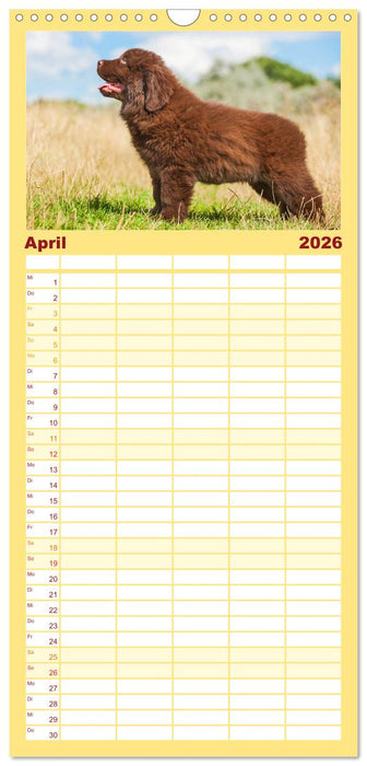 Neufundländer - Ein bärenstarker Freund (CALVENDO Familienplaner 2026)