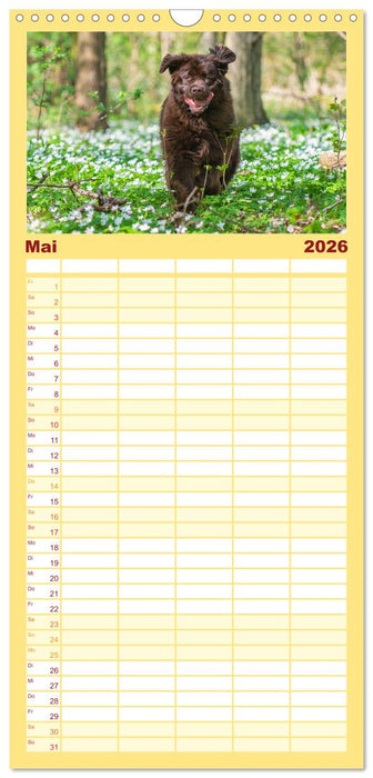 Neufundländer - Ein bärenstarker Freund (CALVENDO Familienplaner 2026)