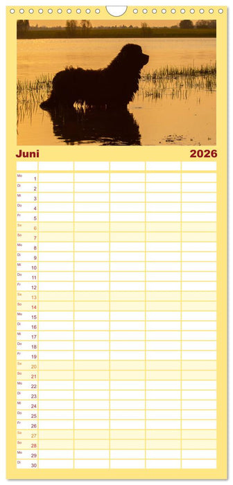 Neufundländer - Ein bärenstarker Freund (CALVENDO Familienplaner 2026)