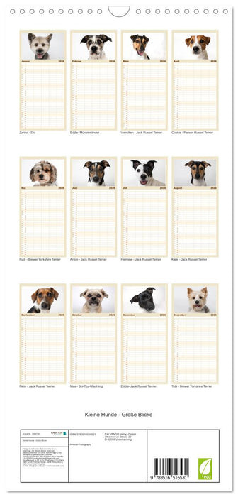 Kleine Hunde - Große Blicke (CALVENDO Familienplaner 2026)