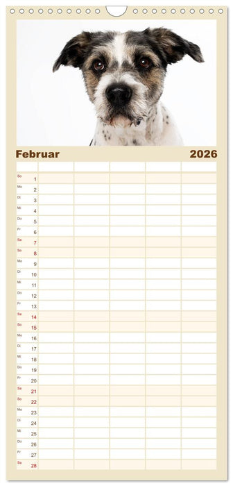 Kleine Hunde - Große Blicke (CALVENDO Familienplaner 2026)