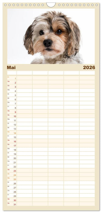 Kleine Hunde - Große Blicke (CALVENDO Familienplaner 2026)