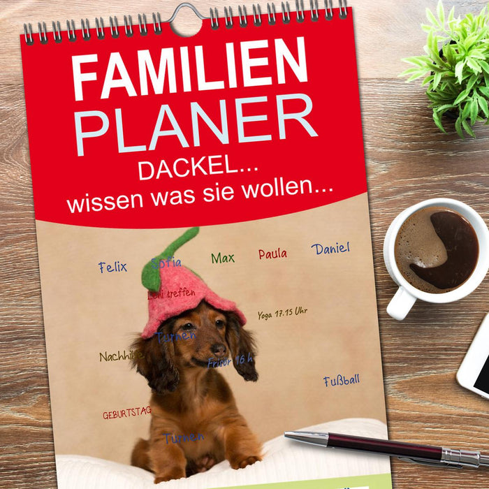 DACKEL... wissen was sie wollen... (und was nicht...) (CALVENDO Familienplaner 2026)