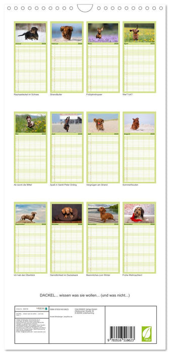 DACKEL... wissen was sie wollen... (und was nicht...) (CALVENDO Familienplaner 2026)
