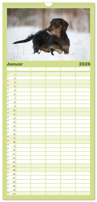 DACKEL... wissen was sie wollen... (und was nicht...) (CALVENDO Familienplaner 2026)