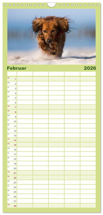 DACKEL... wissen was sie wollen... (und was nicht...) (CALVENDO Familienplaner 2026)