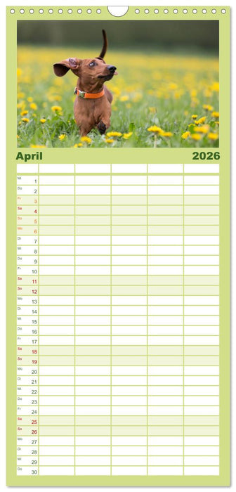 DACKEL... wissen was sie wollen... (und was nicht...) (CALVENDO Familienplaner 2026)