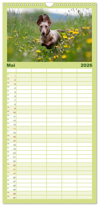 DACKEL... wissen was sie wollen... (und was nicht...) (CALVENDO Familienplaner 2026)